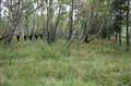 IMG_5445e.JPG